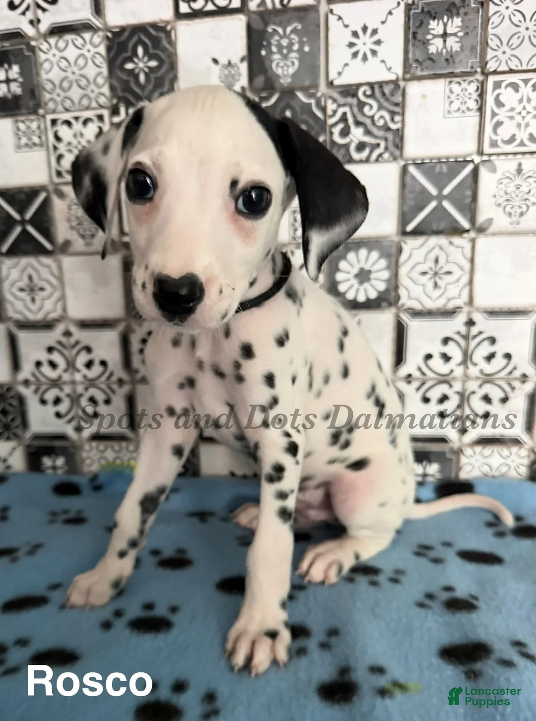 Dalmatian dogs for sale: Rosco - Ad 1