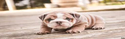 English Bulldog dogs for sale: Annaliese - Ad 6