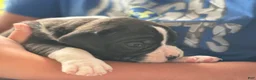 Boxer dogs for sale: Dozer - Ad 9