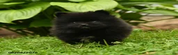 Pomeranian dogs for sale: Happy - Ad 5