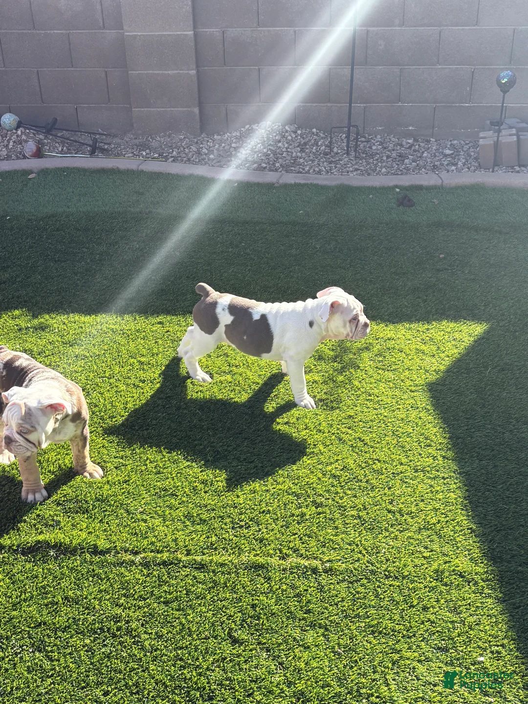 Olde English Bulldogge dogs for sale: Olde English Bulldogge Puppy 4 - Ad 7