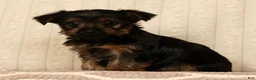 Yorkshire Terrier dogs for sale: Leo - Ad 5