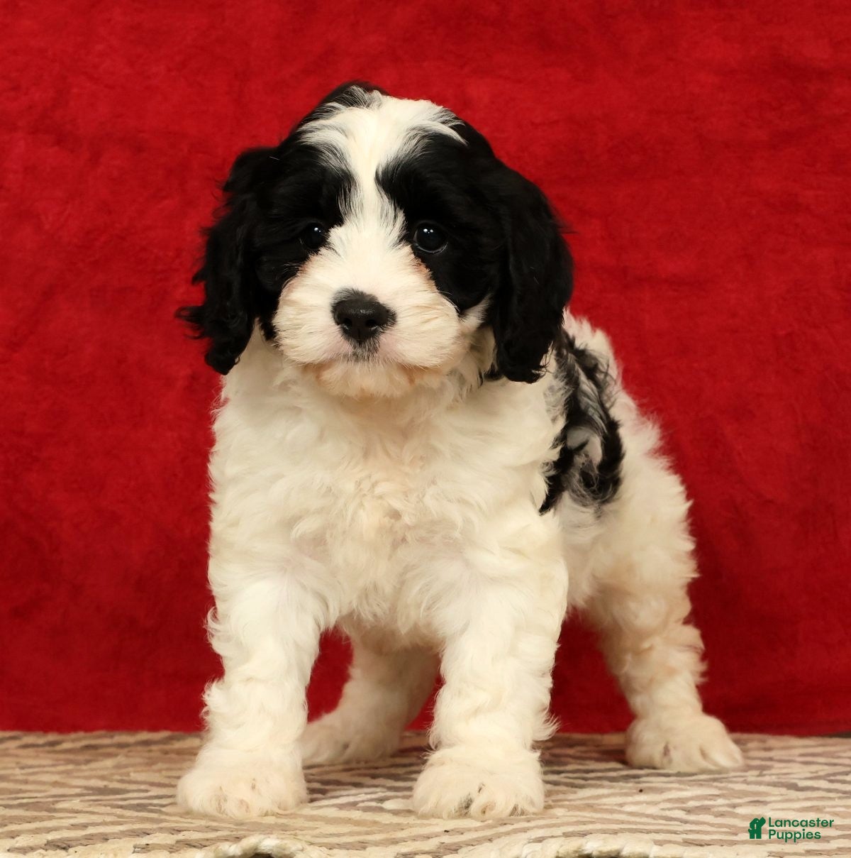 Cavapoo dogs Barbi - Ad 1