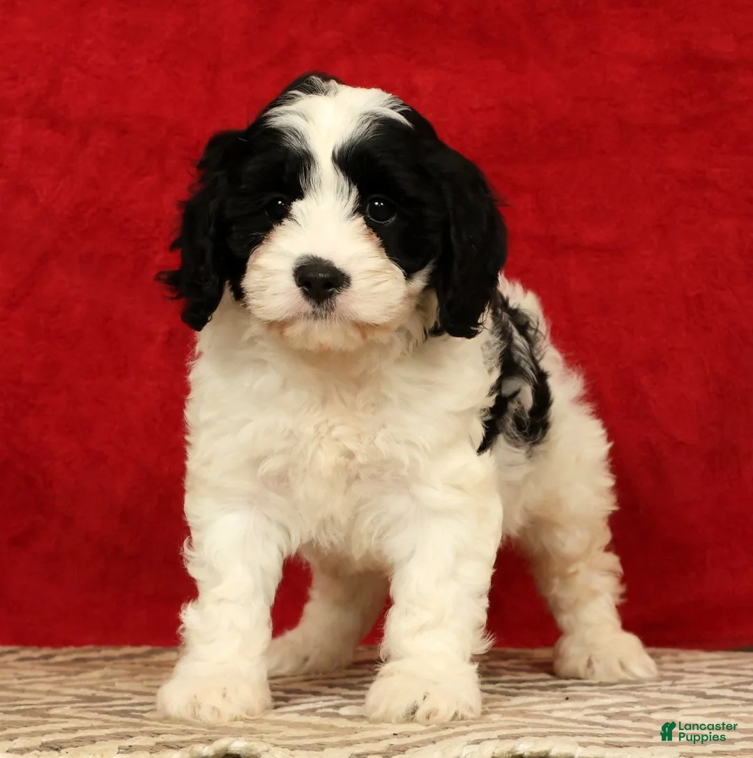 Cavapoo dogs for sale: Barbi - Ad 1