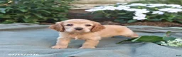 English Cocker Spaniel dogs for sale: Misty - Ad 1