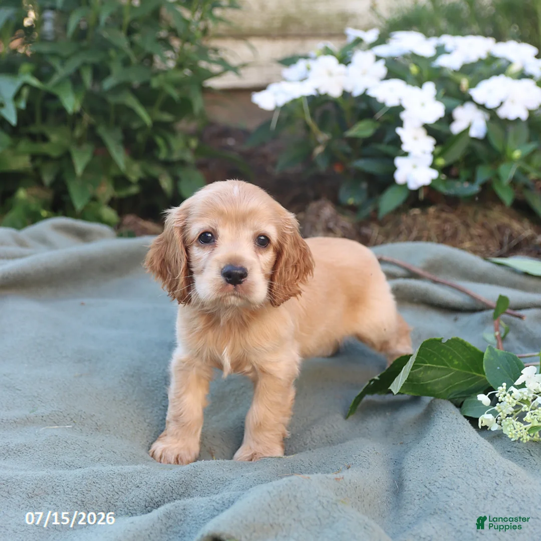 English Cocker Spaniel dogs for sale: Misty - Ad 1