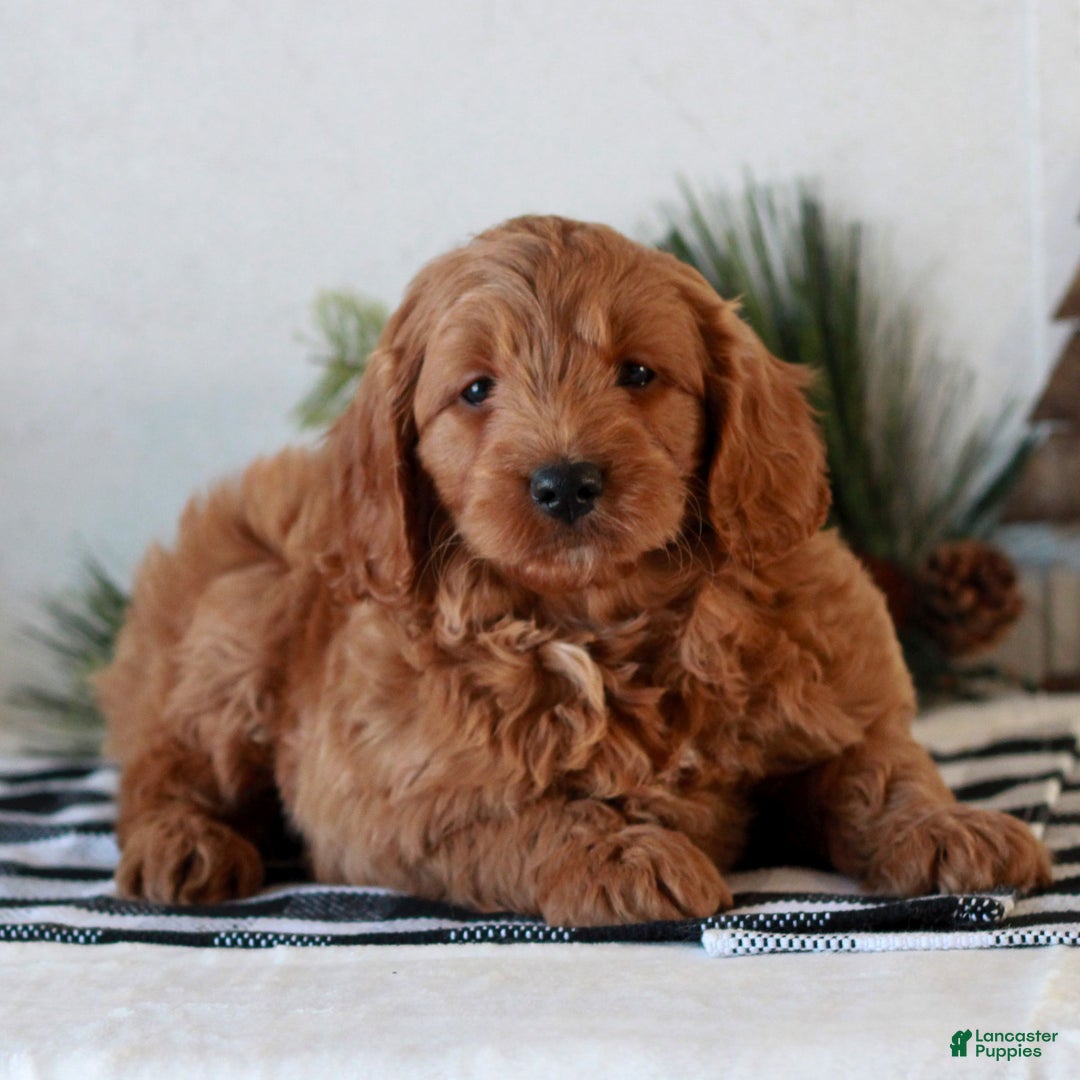 Mini Goldendoodle dogs for sale: Gemma  - Ad 3