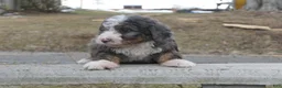 Mini Bernedoodle dogs for sale: Mini Bernedoodle Dusty - Ad 15