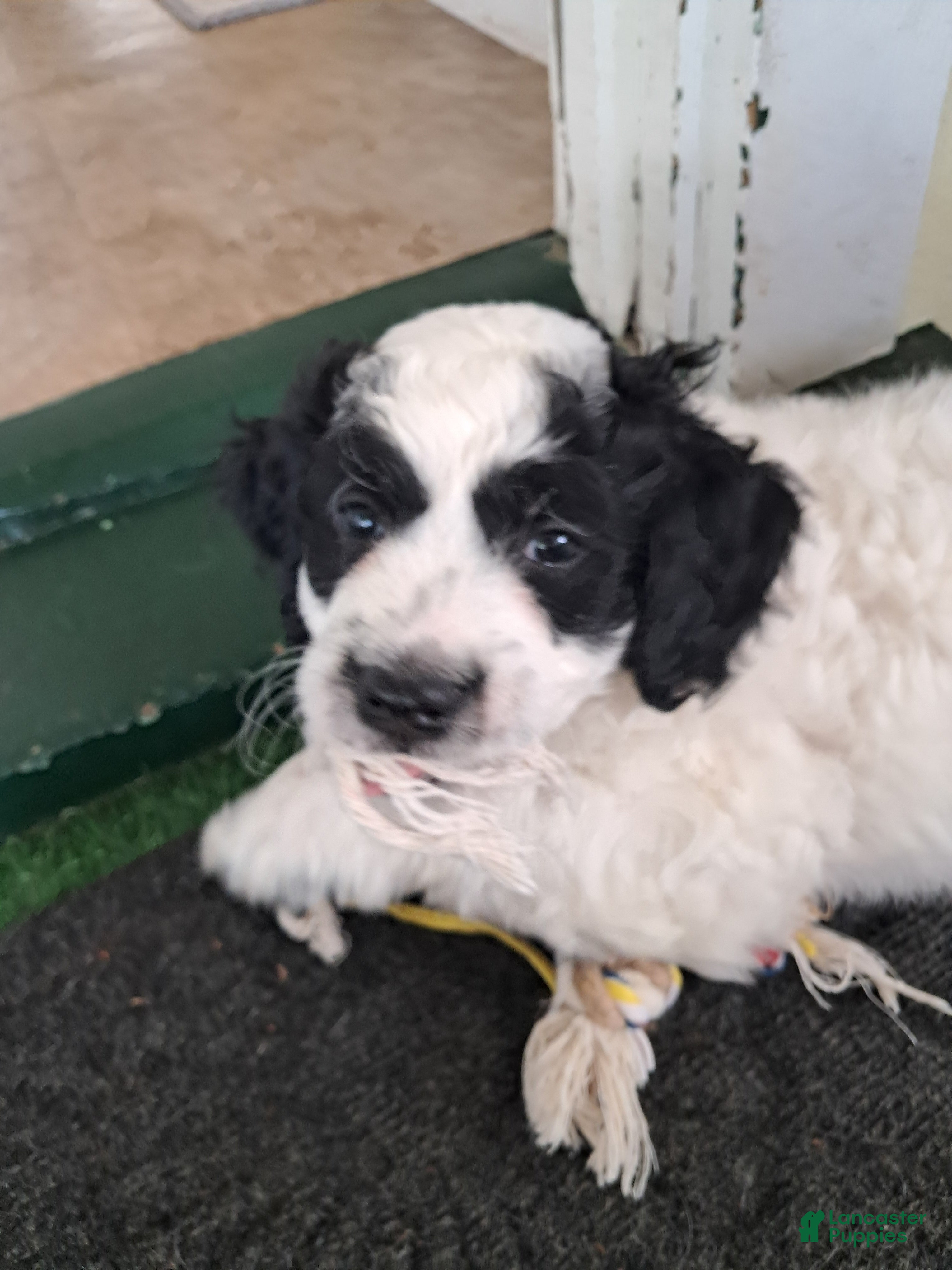 Double Doodle dogs Levi - Ad 1