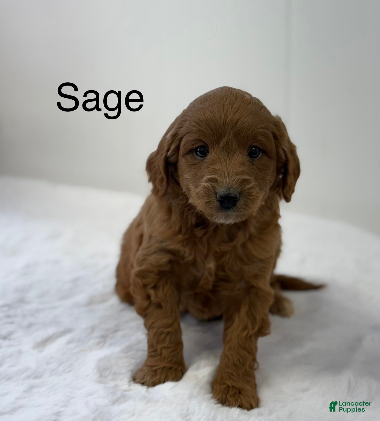 Mini Goldendoodle dogs Sage - Ad 42