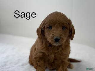 Mini Goldendoodle dogs Sage - Ad 42