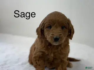 Mini Goldendoodle dogs Sage - Ad 23
