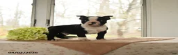 Boston Terrier dogs for sale: Hero - Ad 3