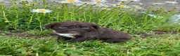 Portuguese Water Dog dogs for sale: Luna - Ad 7
