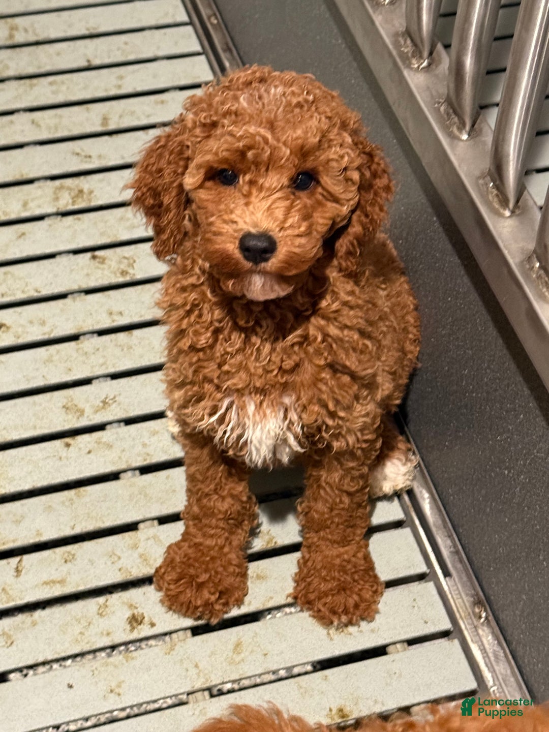 Mini Goldendoodle dogs for sale: Mini Goldendoodle Puppy 5 - Ad 2
