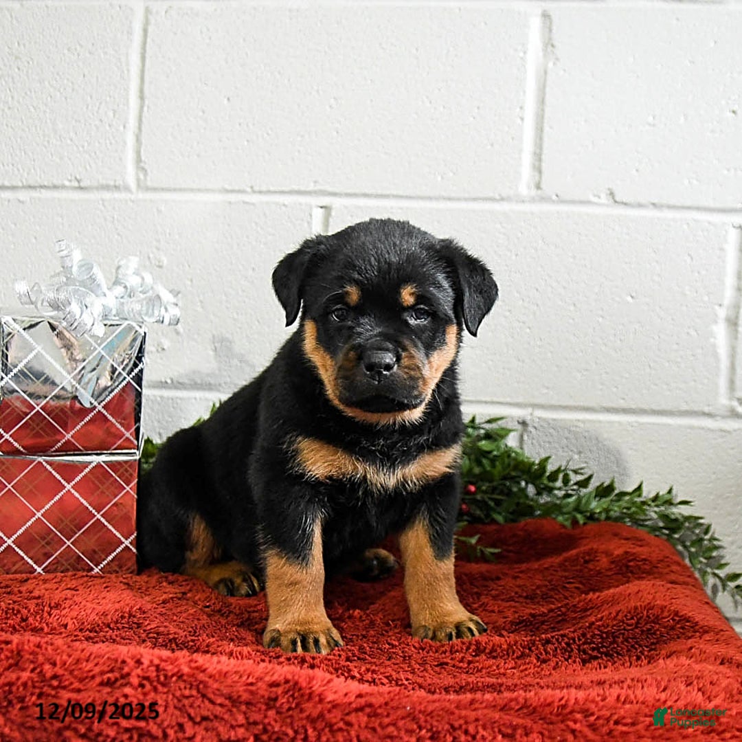 Rottweiler dogs for sale: Grover - Ad 2