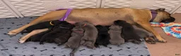 Cane Corso dogs for sale: Green Collar - Bugsy - Ad 7