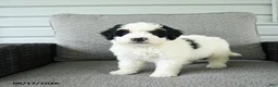 Bernedoodle dogs for sale: Smores - Ad 4