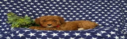 Miniature Poodle dogs for sale: Scooter - Ad 6