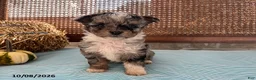 Mini Aussiedoodle dogs for sale: Dexter - Ad 2