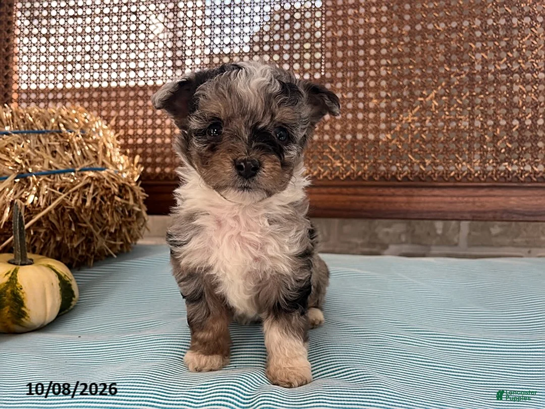 Mini Aussiedoodle dogs for sale: Dexter - Ad 2
