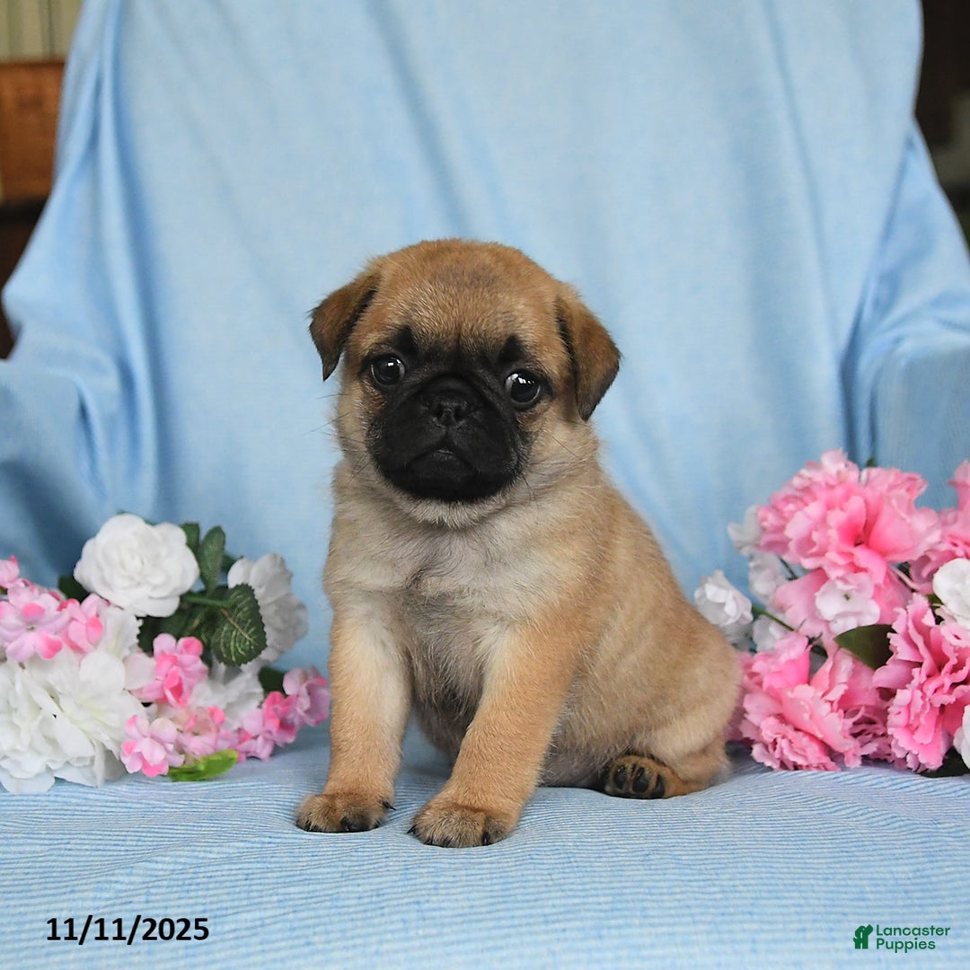 Pug dogs for sale: Gracie - Ad 1