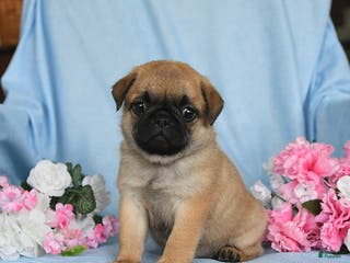 Pug dogs Gracie - Ad 15