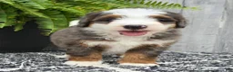 Mini Bernedoodle dogs for sale: Mini Remi - Ad 21