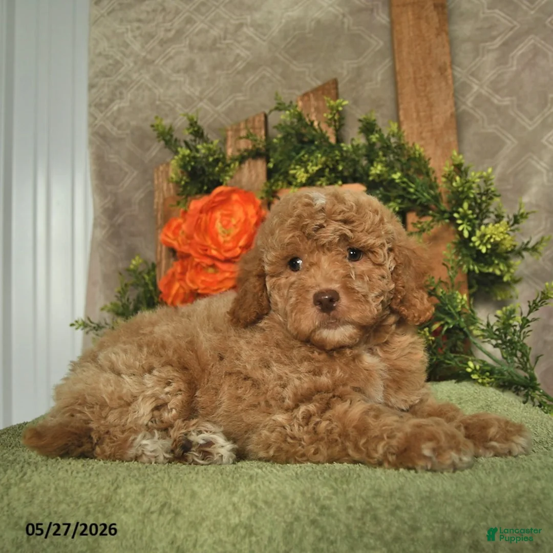 Mini Goldendoodle dogs for sale: Gizmo  - Ad 1