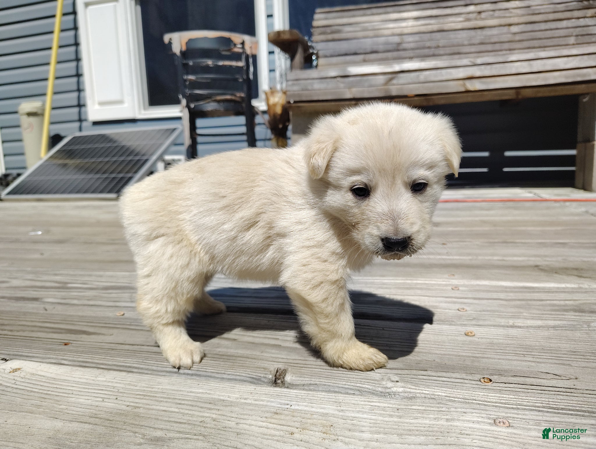 German Shepherd dogs German Shepherd Puppy 4 - Ad 7