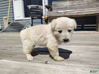 German Shepherd dogs German Shepherd Puppy 4 - Ad 7