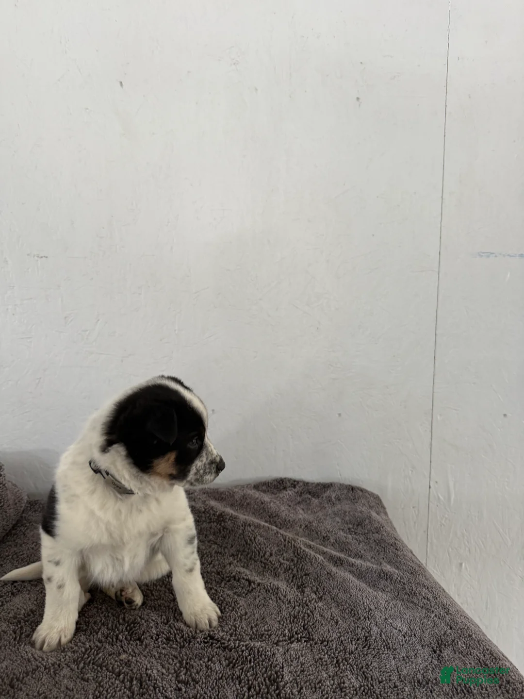 Mixed Breed dogs for sale: Oreo - Ad 13