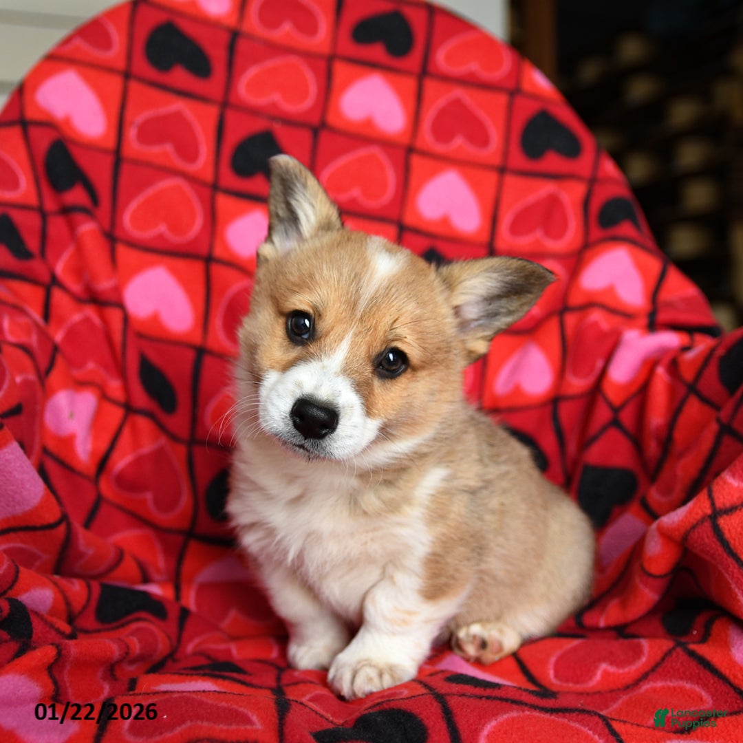 Welsh Corgi Pembroke dogs for sale: Sparky - Ad 3