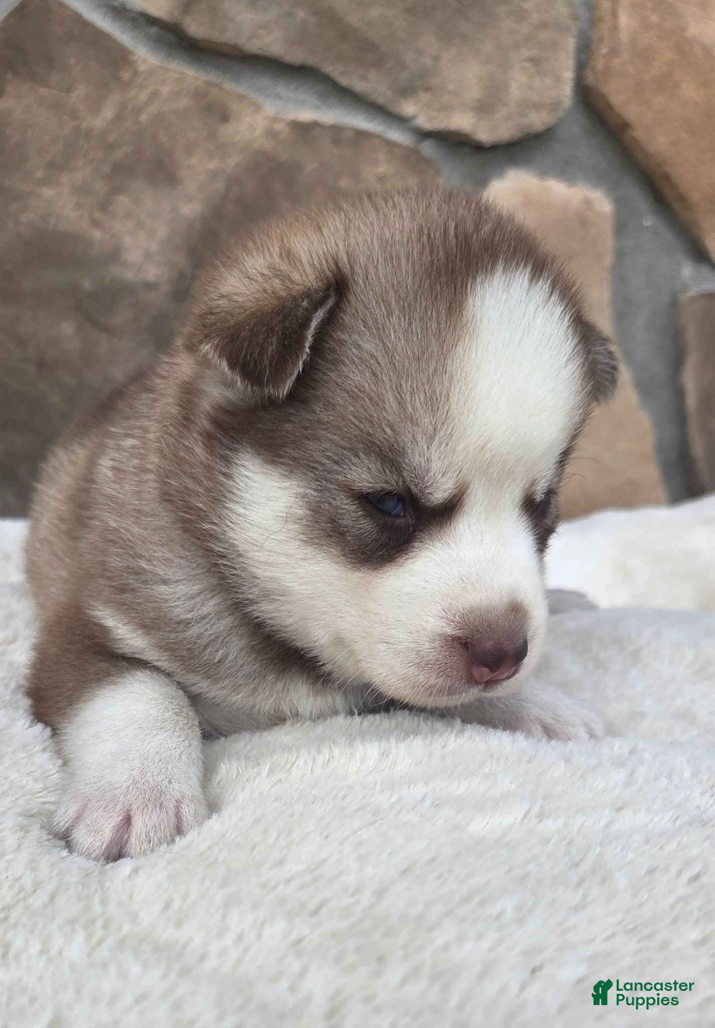 Siberian Husky dogs Gus - Ad 2