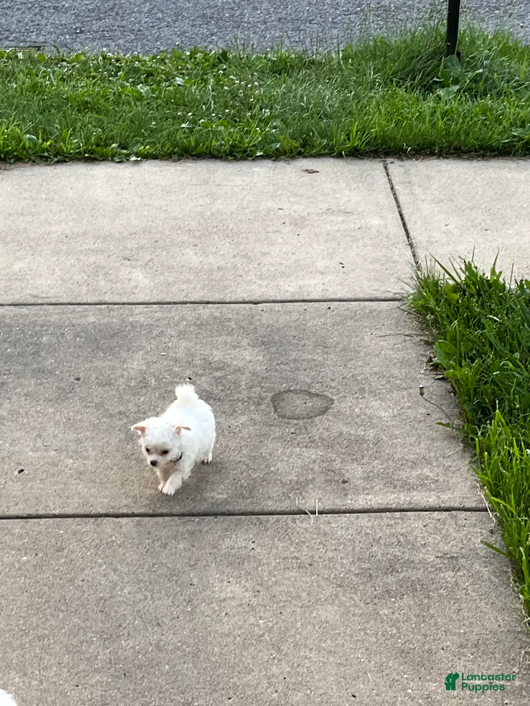 Maltipoo dogs for sale: Theodore - Ad 2