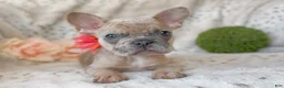 French Bulldog dogs for sale: Snickerdoodle - Ad 2