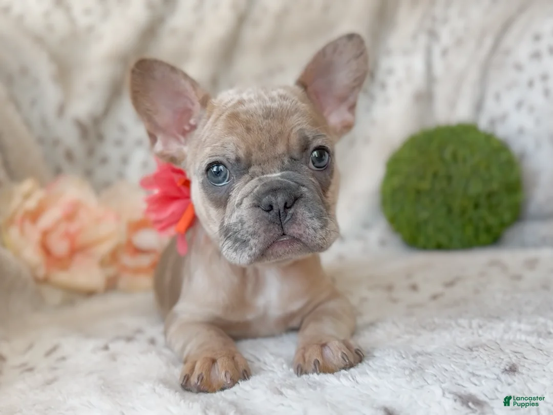 French Bulldog dogs for sale: Snickerdoodle - Ad 2