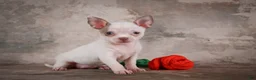 Chihuahua dogs for sale: Emmy - Ad 1