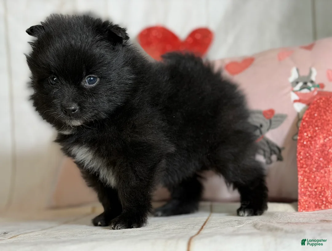 Pomeranian dogs for sale: Teddy - Ad 6