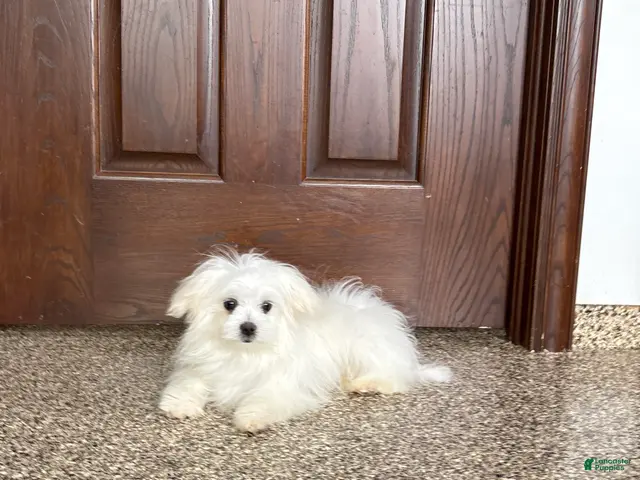 Maltese dogs for sale: MJ - Ad 2