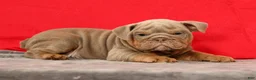 English Bulldog dogs for sale: Sarge - Ad 1
