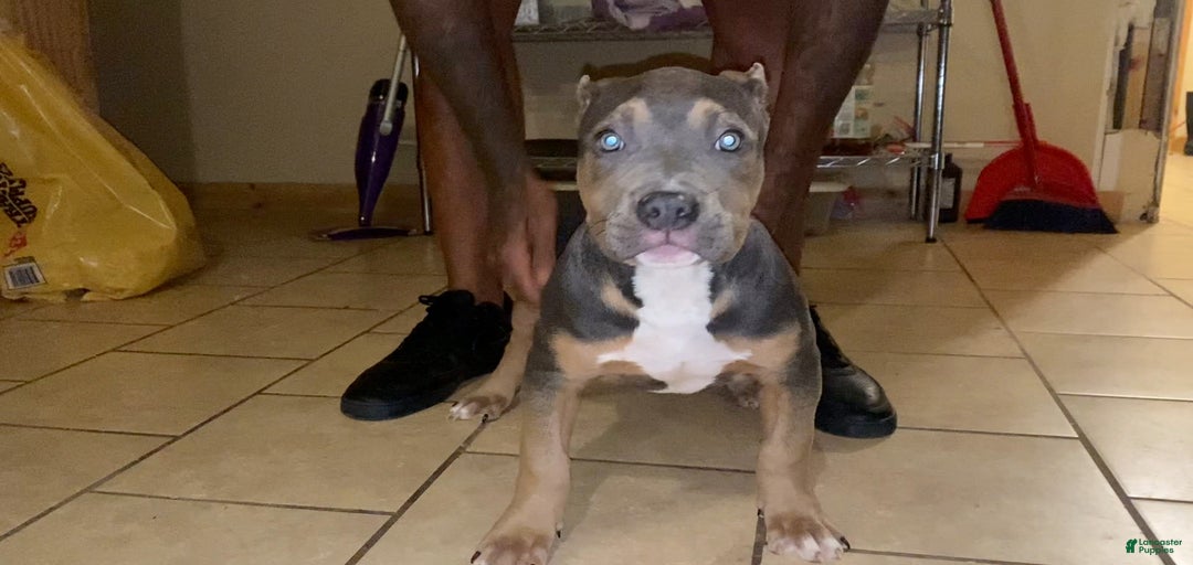 Gallery Image {{count}}