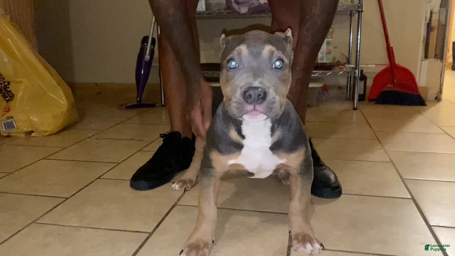 Gallery Image {{count}}