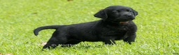 Labrador Retriever dogs for sale: Edward - Ad 6