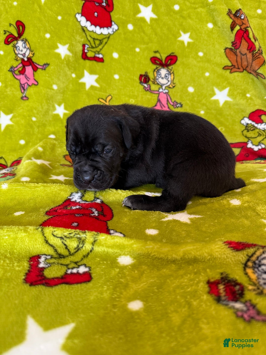 Cane Corso dogs for sale: Cane Corso Puppy 4 - Ad 1