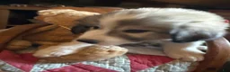Great Pyrenees dogs for sale: Jinx - Ad 9