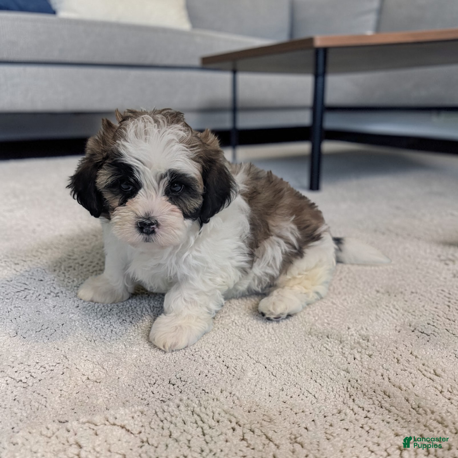 Shihpoo dogs Ripley - Ad 2