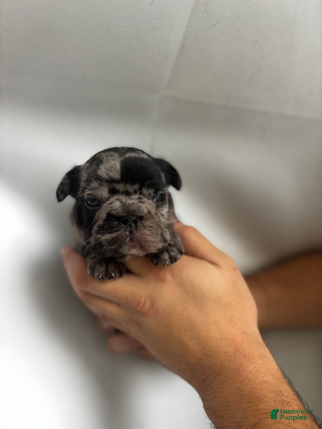 French Bulldog dogs for sale: Lighting - Ad 6