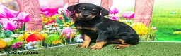 Rottweiler dogs for sale: Rosie - Ad 1