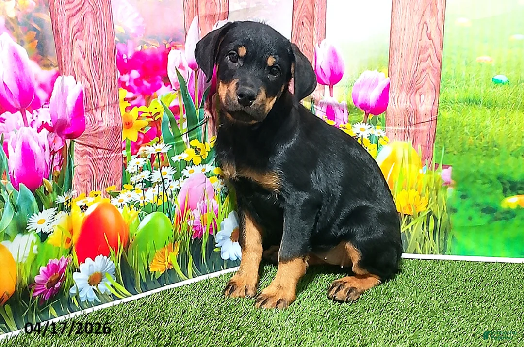 Rottweiler dogs for sale: Rosie - Ad 1